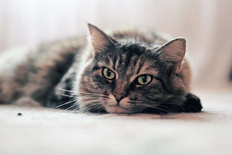 Tabby Cat Lying Down — Gray, Calm, Photograph, Floor, Insect