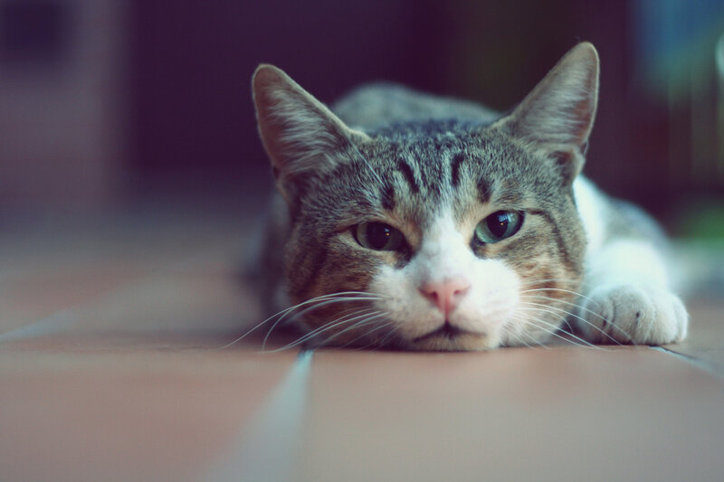 Tabby Cat Lying Down — Gray, Calm, Photograph, Floor, Whiskers