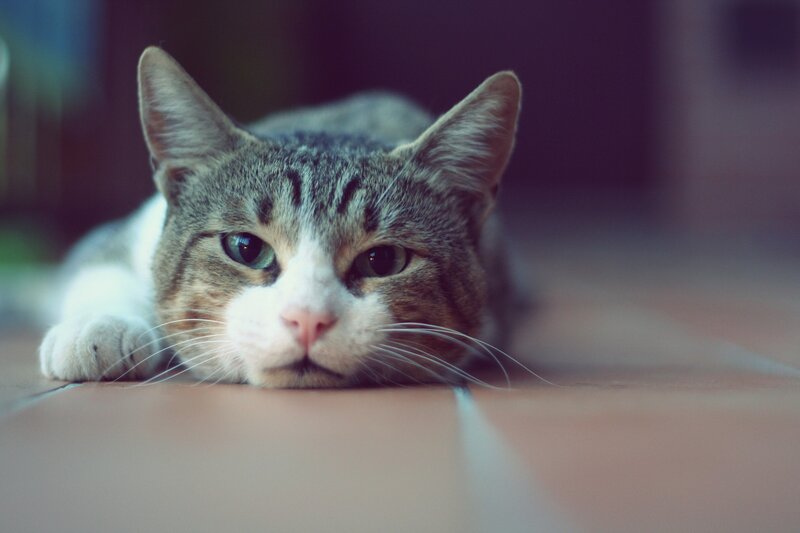 Tabby Cat Lying Down — Gray, Calm, Photograph, Floor, White