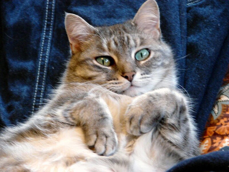 Tabby Cat Lying Down — Gray, Calm, Photograph, Jeans