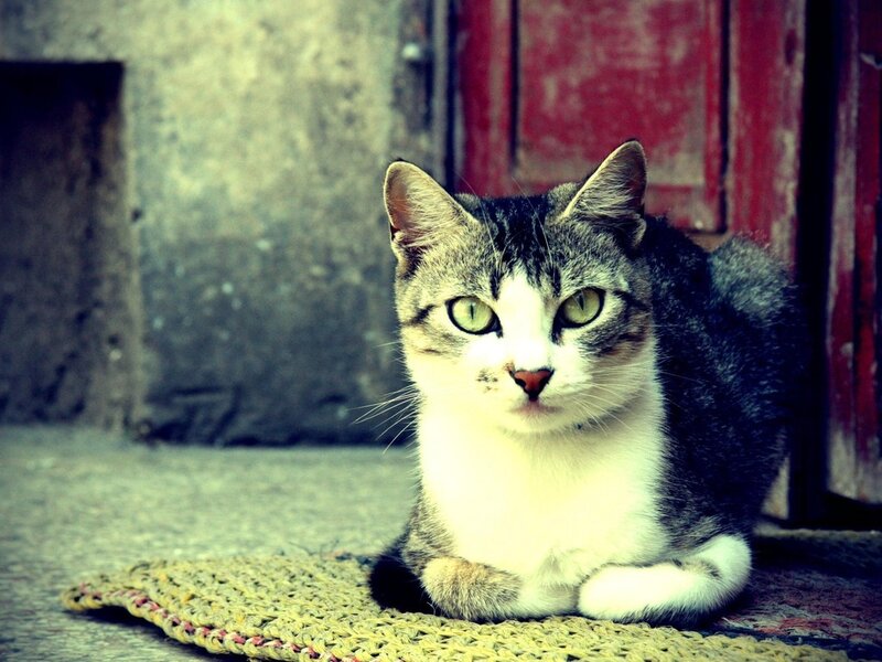 Tabby Cat Lying Down — Gray, Calm, Photograph, Mat