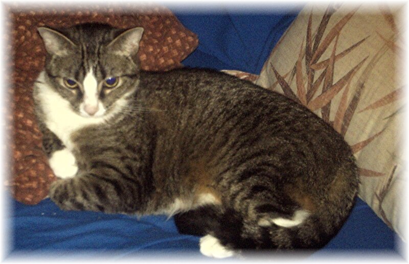 Tabby Cat Lying Down — Gray, Calm, Photograph, Pillow