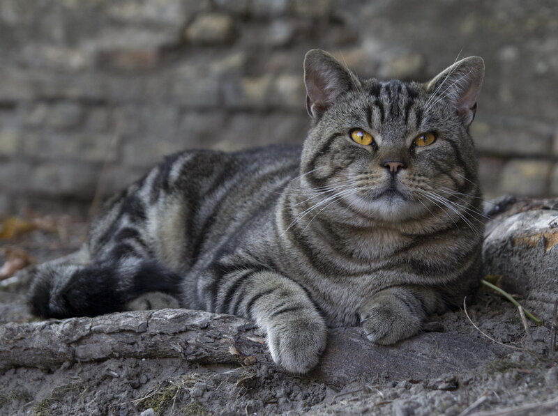 Tabby Cat Lying Down — Gray, Calm, Photograph, Rock