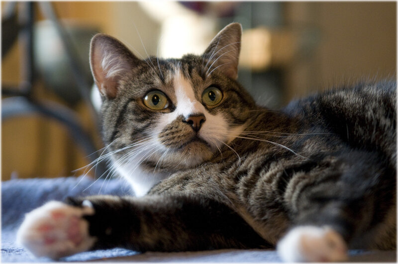 Tabby Cat Lying Down — Gray, Calm, Photograph