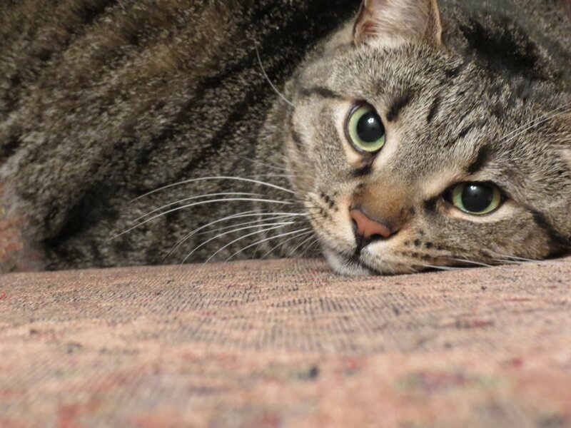 Tabby Cat Lying Down — Gray, Calm, Photograph, Whiskers, Carpet, Green