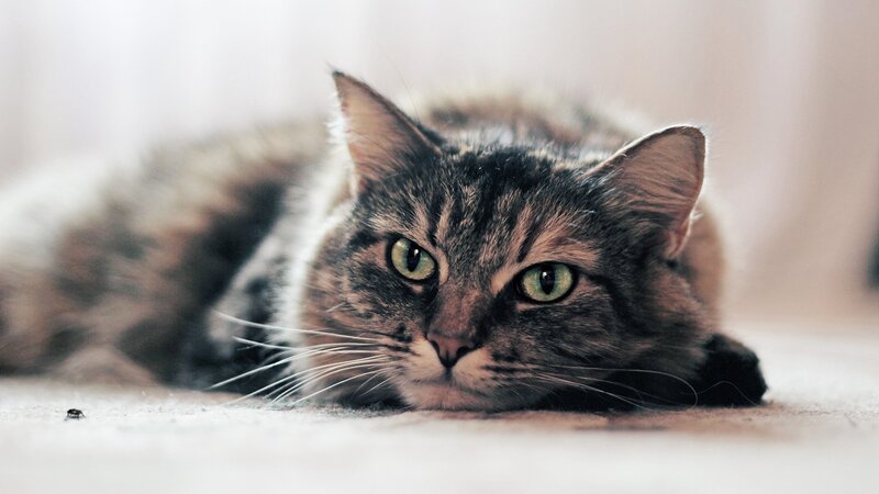 Tabby Cat Lying Down — Gray, Calm, Photograph, Whiskers, Carpet