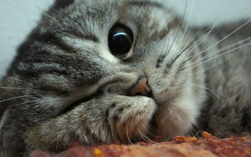 Tabby Cat Lying Down — Gray, Calm, Photograph, Whiskers, Fabric