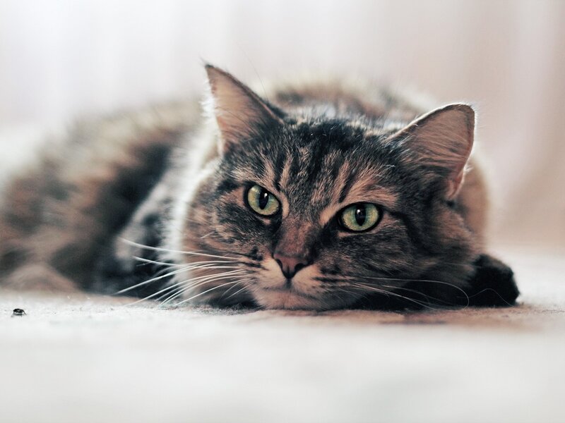 Tabby Cat Lying Down — Gray, Calm, Photograph, Whiskers, Floor