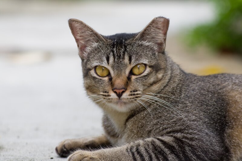 Tabby Cat Lying Down — Gray, Calm, Photograph, Whiskers, Ground, Greenery