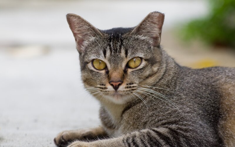 Tabby Cat Lying Down — Gray, Calm, Photograph, Whiskers, Ground