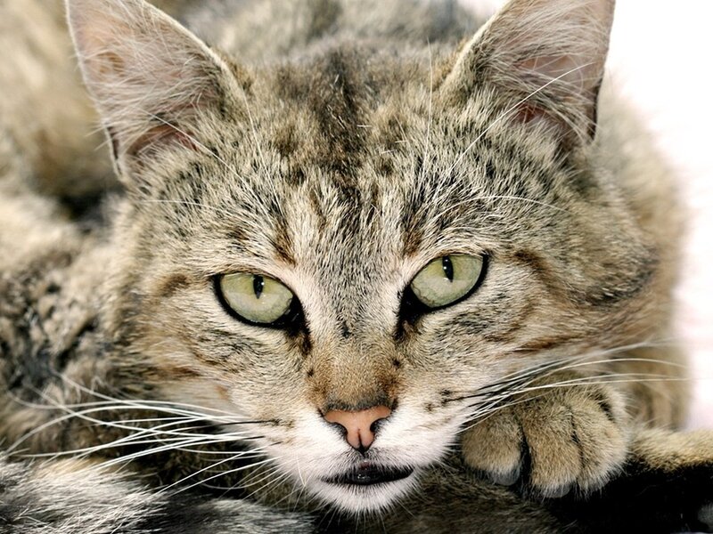 Tabby Cat Lying Down — Gray, Calm, Photograph, Whiskers, Paw