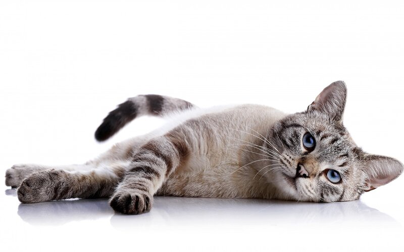 Tabby Cat Lying Down — Gray, Calm, Photograph, White Background