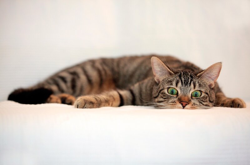 Tabby Cat Lying Down — Gray, Calm, Photograph, White Surface