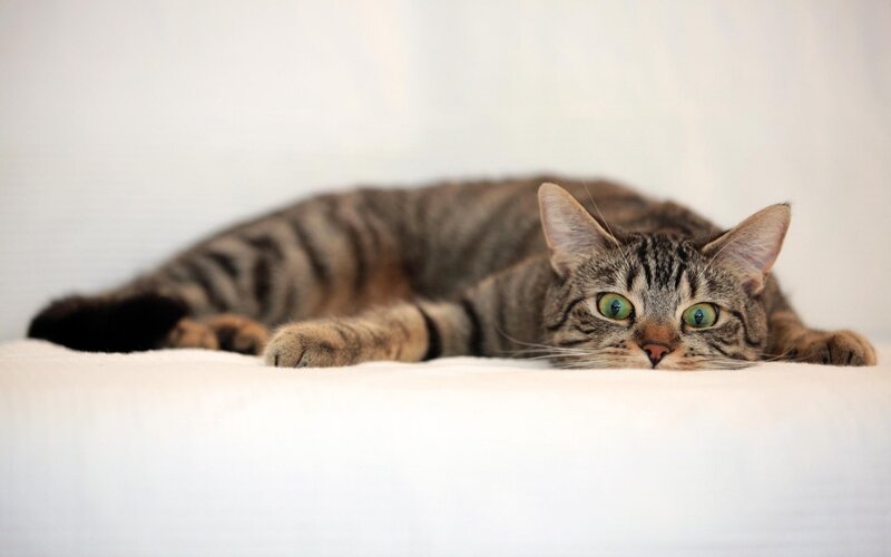 Tabby Cat Lying Down — Gray, Calm, Photograph, White Surface, Wall