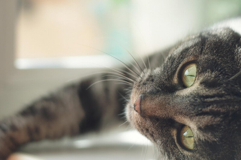 Tabby Cat Lying Down — Gray, Calm, Photograph, Window
