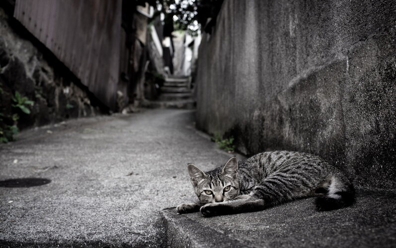 Tabby Cat Lying Down — Gray, Dramatic