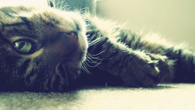 Tabby Cat Lying Down — Gray, Photograph