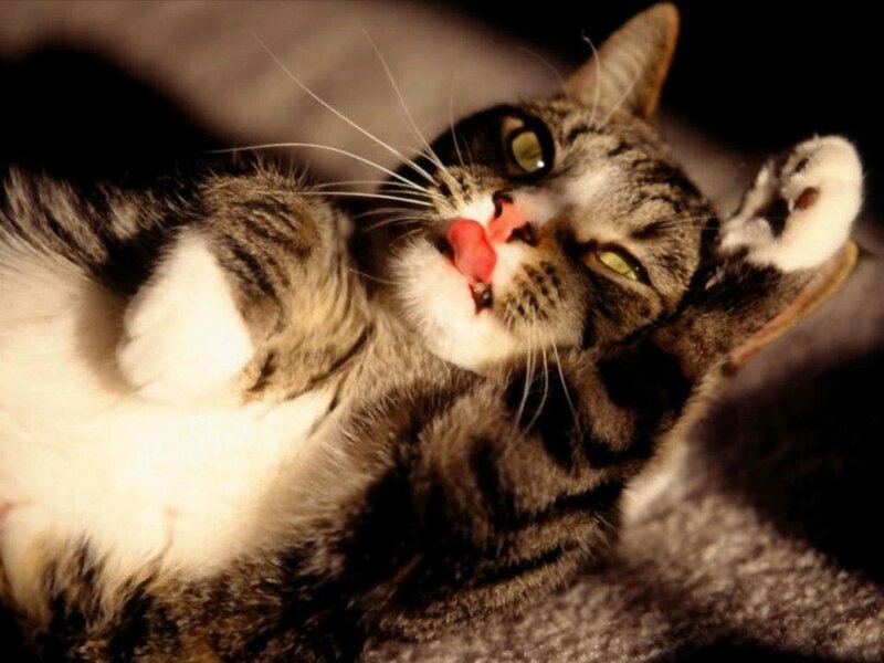 Tabby Cat Lying Down — Gray, Playful