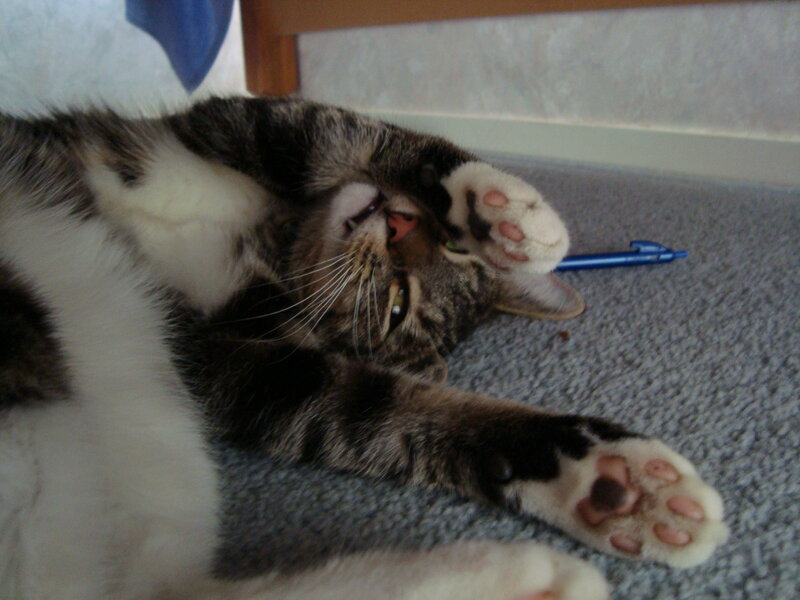 Tabby Cat Lying Down — Gray, Relaxed, Photograph, Carpet, Pen