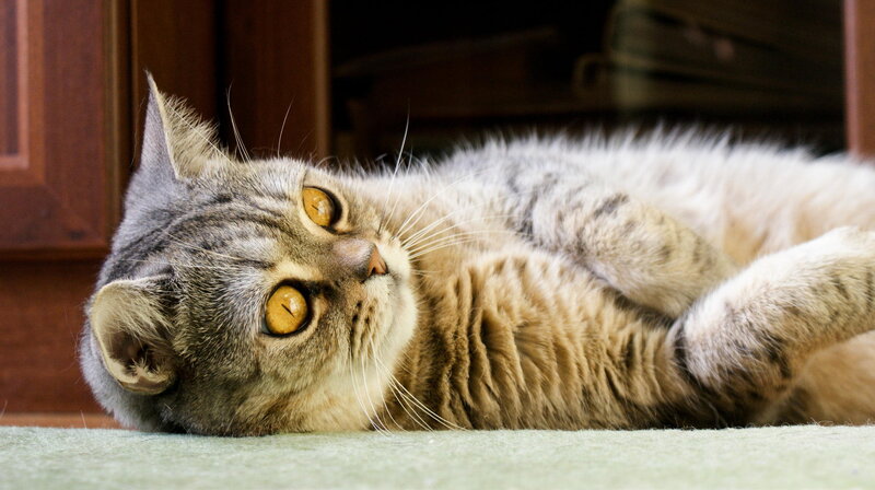 Tabby Cat Lying Down — Gray, Relaxed, Photograph, Carpet