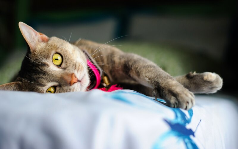 Tabby Cat Lying Down — Gray, Relaxed, Photograph, Collar