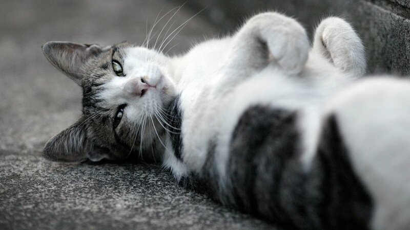 Tabby Cat Lying Down — Gray, Relaxed, Photograph, Ground