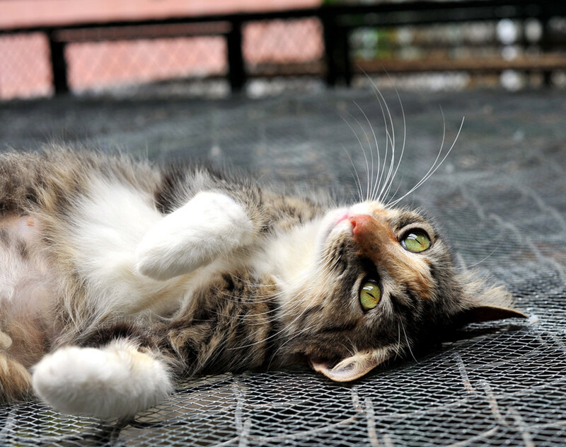 Tabby Cat Lying Down — Gray, Relaxed, Photograph, Mesh Surface