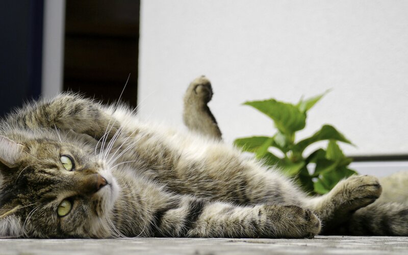 Tabby Cat Lying Down — Gray, Relaxed, Photograph, Plant