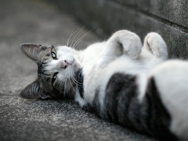 Tabby Cat Lying Down — Gray, Relaxed, Photograph