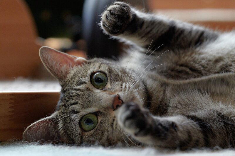 Tabby Cat Lying Down — Gray, Relaxed, Photograph, Whiskers