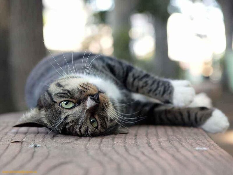 Tabby Cat Lying Down — Gray, Relaxed