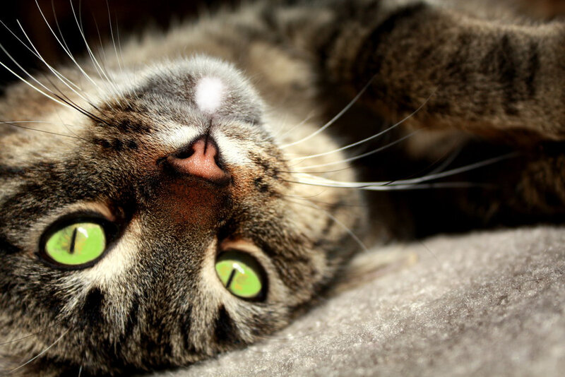 Tabby Cat Lying Down — Gray