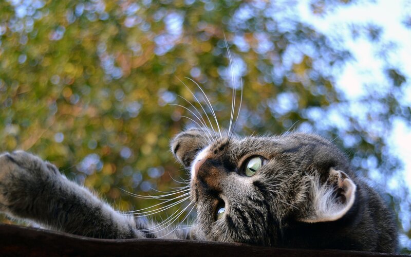 Tabby Cat Lying Down — Green, Calm, Afternoon, Photograph