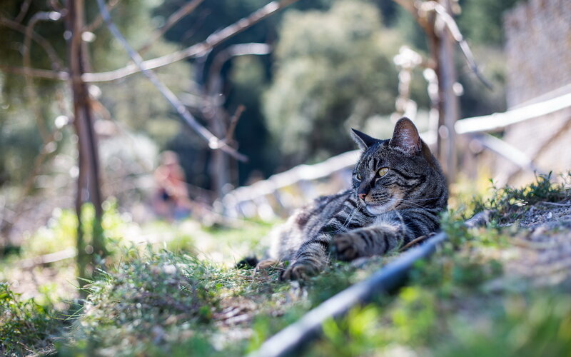 Tabby Cat Lying Down — Green, Calm, Afternoon