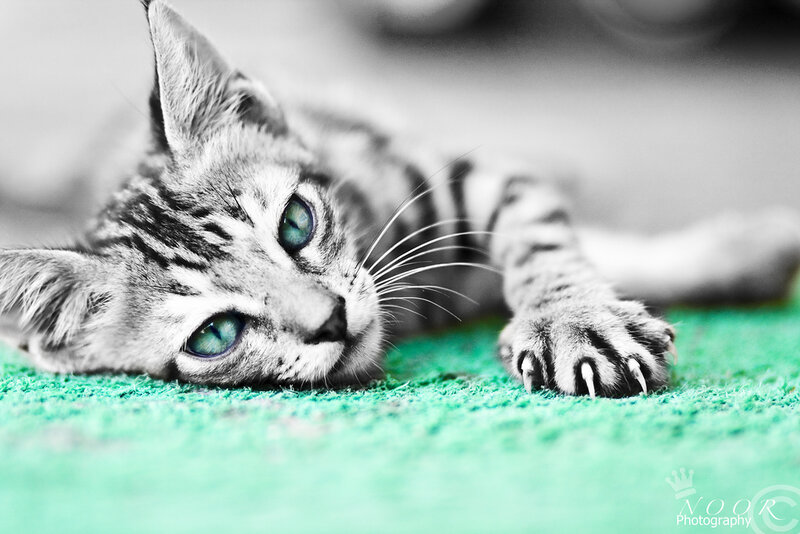 Tabby Cat Lying Down — Green, Calm, Photograph