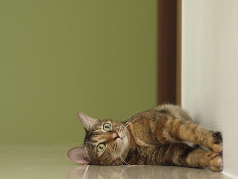 Tabby Cat Lying Down — Green, Calm, Photograph, Wall