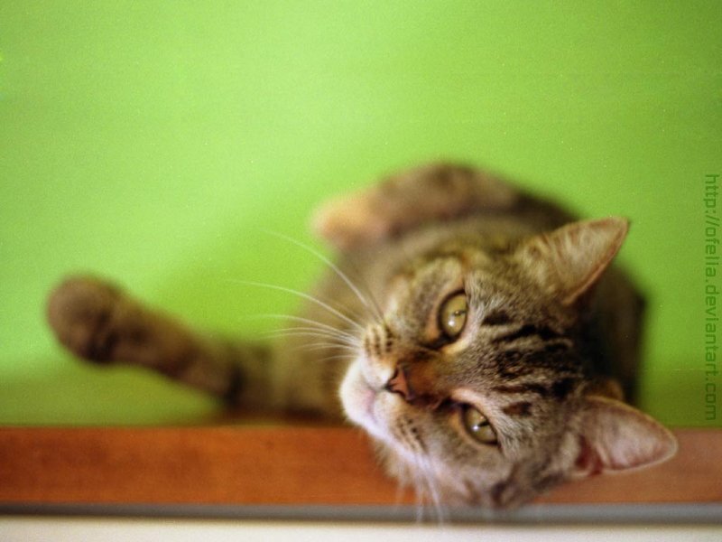 Tabby Cat Lying Down — Green, Calm
