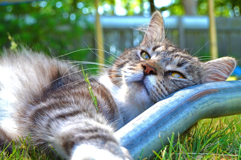 Tabby Cat Lying Down — Green, Relaxed