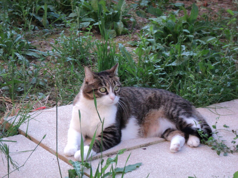 Tabby Cat Lying Down — Green