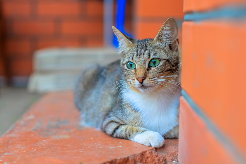 Tabby Cat Lying Down — Orange