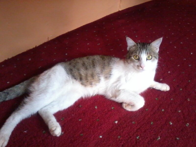 Tabby Cat Lying Down — Red, Calm, Photograph, Carpet