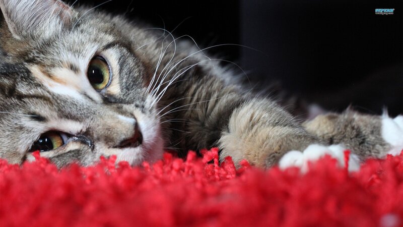 Tabby Cat Lying Down — Red, Calm, Photograph, Red Carpet
