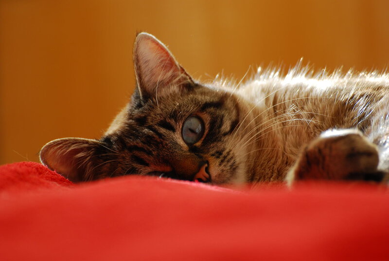 Tabby Cat Lying Down — Red, Calm, Photograph
