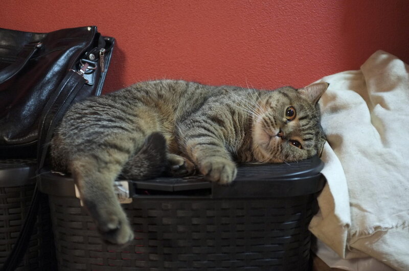 Tabby Cat Lying Down — Red, Calm