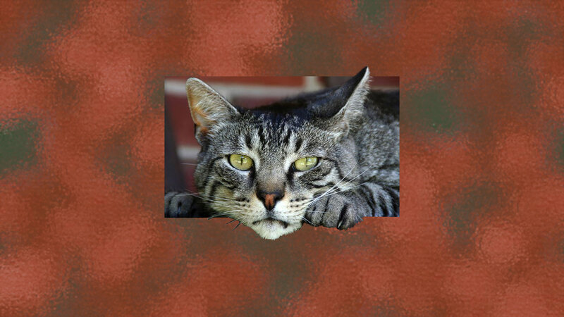 Tabby Cat Lying Down — Red