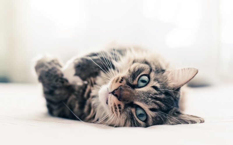 Tabby Cat Lying Down — White, Calm, Morning, Photograph