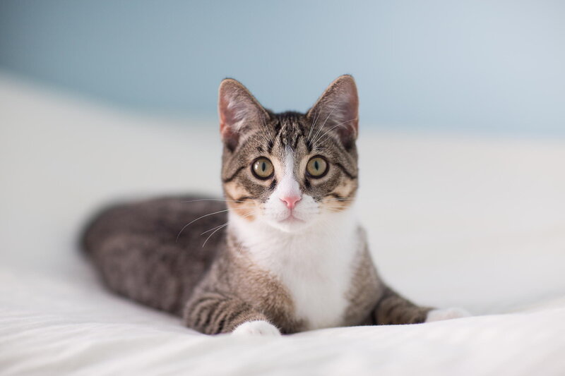 Tabby Cat Lying Down — White, Calm, Photograph, Bed