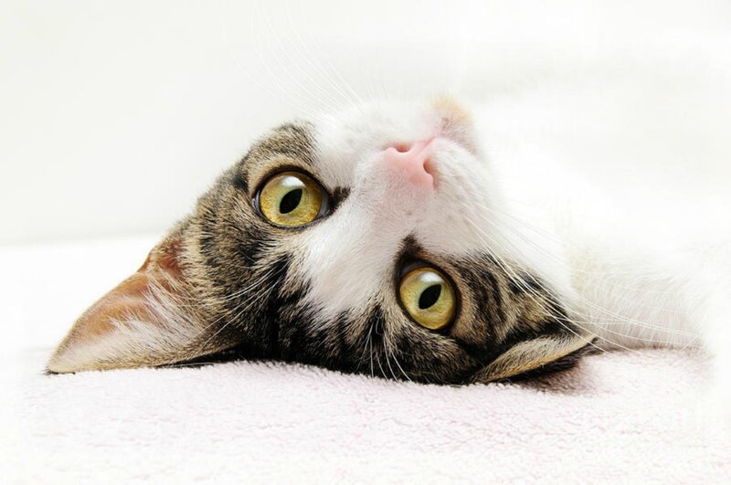 Tabby Cat Lying Down — White, Calm, Photograph, Blanket