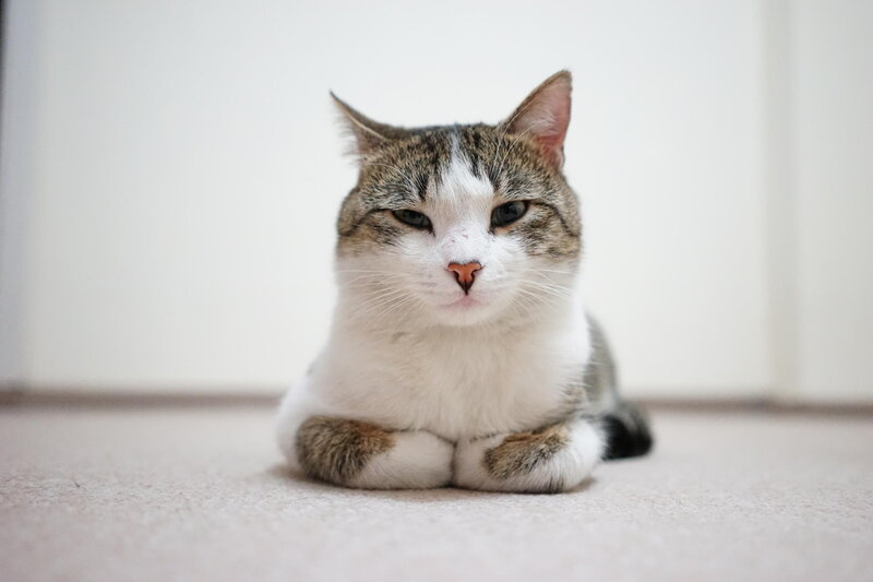 Tabby Cat Lying Down — White, Calm, Photograph, Carpet