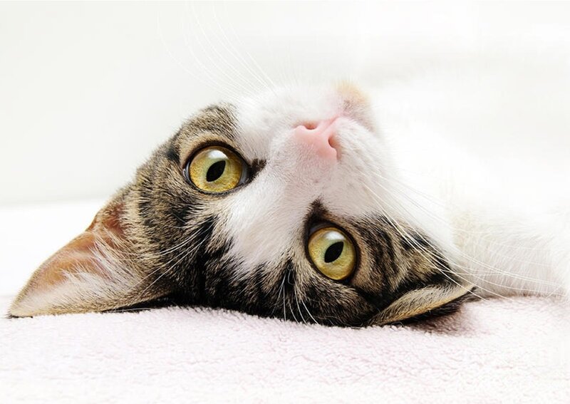 Tabby Cat Lying Down — White, Calm, Photograph, Eyes